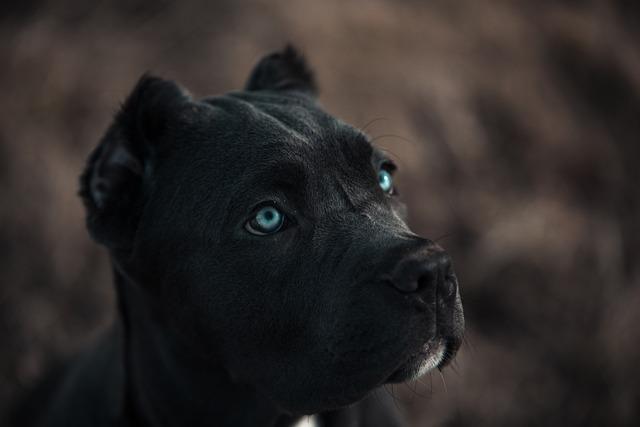 Bandog Fena: Péče a Výcvik
